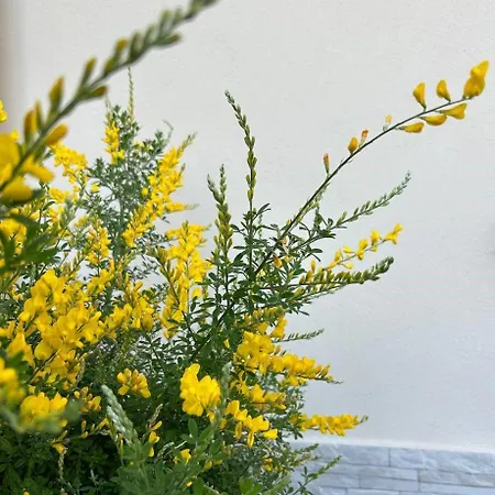 Bed & Breakfast La Ginestra Scafati